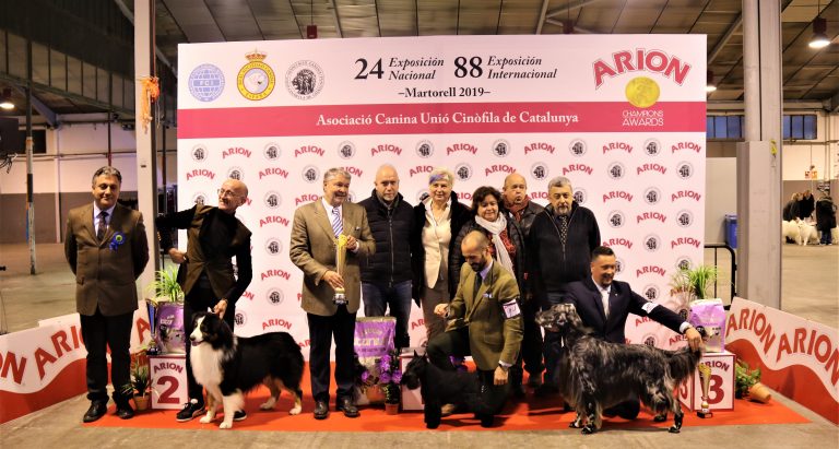 Un schnauzer mini negre, millor gos de la 88a Exposició Internacional Canina