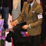 Schnauzer mini, guanyador Best in Show