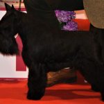 Schnauzer mini, guanyador Best in Show