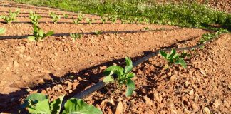 L’Ajuntament obrirà una segona convocatòria per sol·licitar un hort urbà al riu Anoia Hort urbà