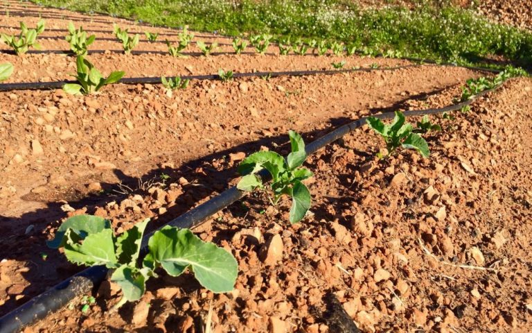 L’Ajuntament obrirà una segona convocatòria per sol·licitar un hort urbà al riu Anoia