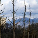 Plantada d'arbres de Vibracoustic a la llera del Llobregat