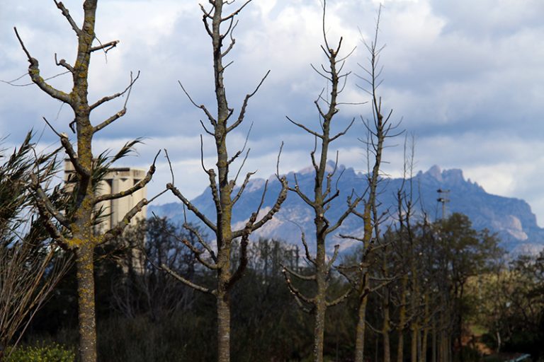 Treballadors de Vibracoustic Martorell planten cinquanta arbres a la llera del Llobregat