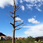 Plantada d'arbres de Vibracoustic a la llera del Llobregat