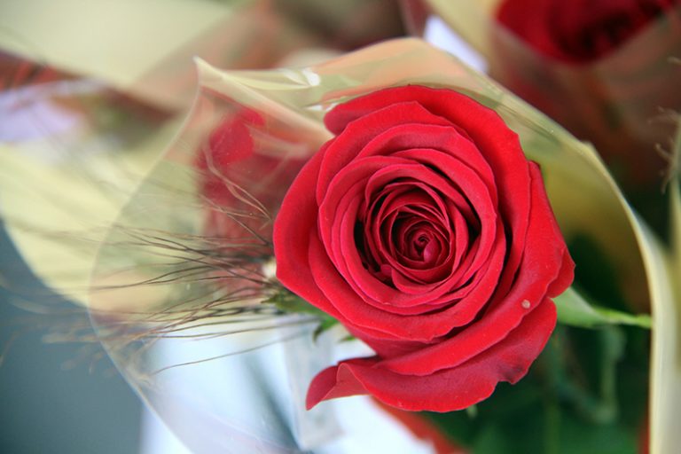 Per Sant Jordi a Martorell, regala roses i llibres des de casa