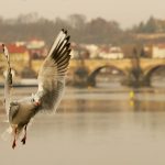 28è Concurs de Fotografia de l'AEM. 2n Premi: 'Naturaleza urbana', de José Antonio Tornay