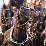 Els Tres Tombs 2020