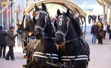 Festa Sant Antoni Abat 2020 Els Tres Tombs de Martorell 2020