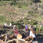 Reforestació de la muntanya de Les Torretes
