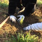 Reforestació de la muntanya de Les Torretes