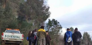 Reforestació de la muntanya de Les Torretes