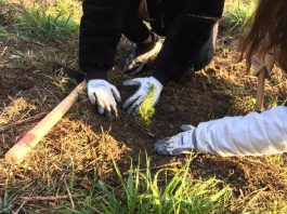 Reforestació de la muntanya de Les Torretes