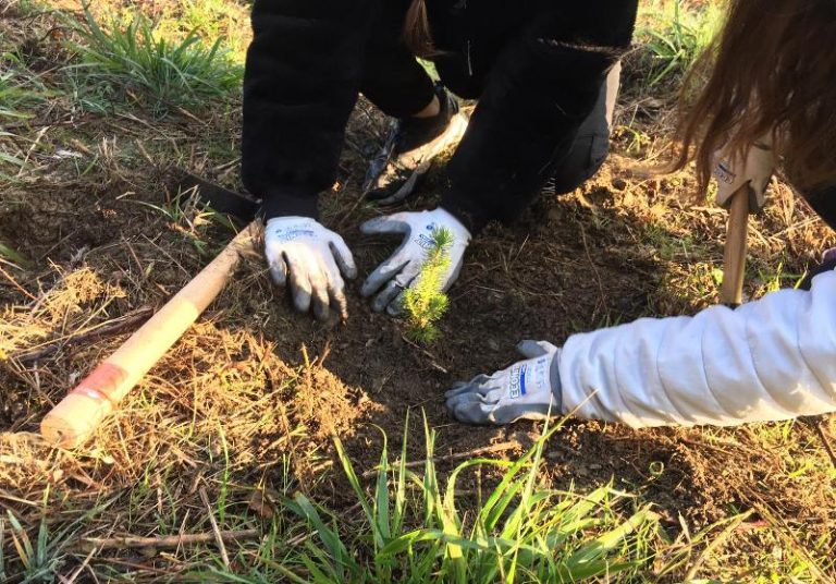 En marxa la reforestació del bosc cremat a Les Torretes amb prop de 1.200 pins i alzines