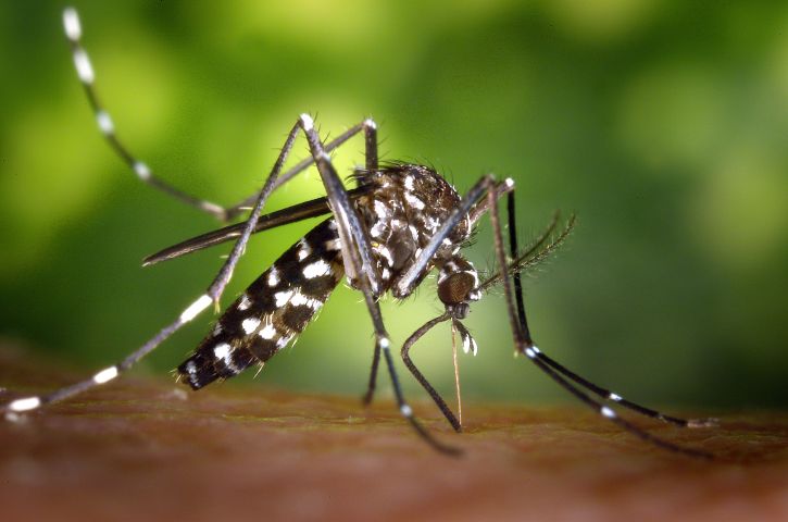 Comencen els tractaments preventius contra l’arribada del mosquit tigre