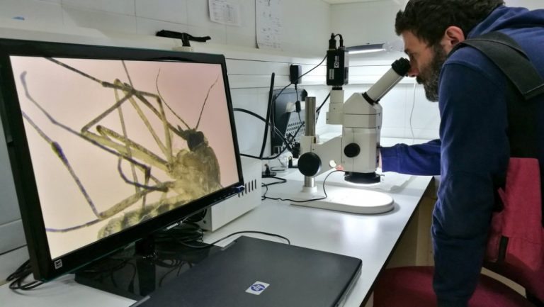 El Servei de Control de Mosquits dona consells per afrontar el període més prolífic d’aquests insectes