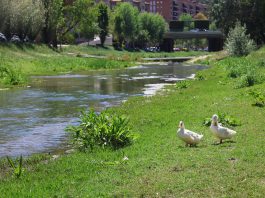 ‘SomRius’, matinal d’activitats familiars diumenge per conèixer el Parc del riu Anoia