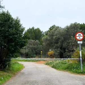 Pesta Porcina Africana