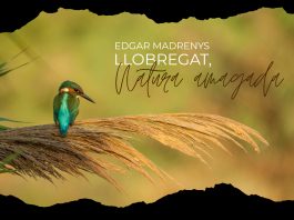 Una exposició i una sortida guiada conviden a descobrir la biodiversitat dels rius Llobregat i Anoia
